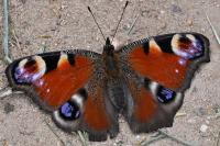 Aglais io