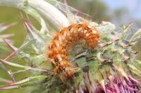 Acronicta rumicis