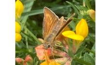 Thymelicus acteon