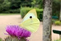 Pieris brassicae