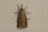 Chrysocrambus linetella