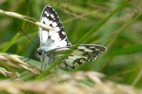 Melanargia galathea