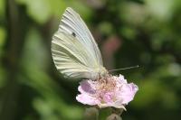 Pieris rapae