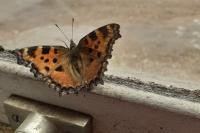 Aglais urticae