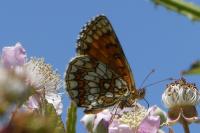 Melitaea athalia