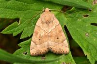 Cosmia trapezina
