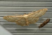 Idaea aversata