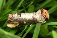 Cossus cossus