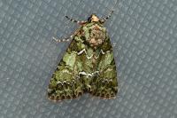 Polyphaenis sericata