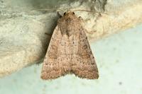 Hoplodrina ambigua