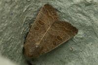 Hoplodrina ambigua