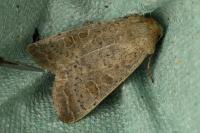 Hoplodrina ambigua