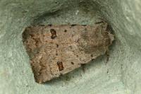 Caradrina kadenii