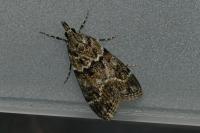 Eudonia mercurella