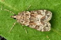 Eudonia mercurella