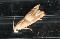 Eucosma conterminana
