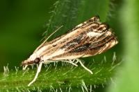 Catoptria verellus