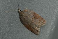 Acleris sparsana