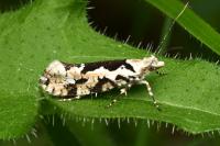 Ypsolopha sequella