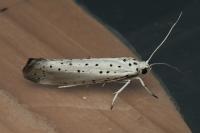 Yponomeuta irrorella