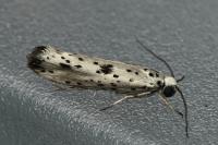 Yponomeuta plumbella