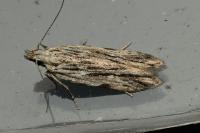 Anarsia innoxiella