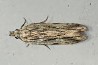 Anarsia innoxiella