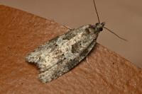 Cnephasia