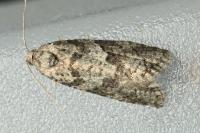 Cnephasia