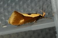 Harpella forficella