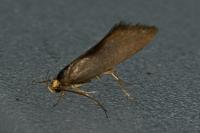 Crassa unitella