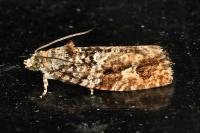 Eudemis profundana
