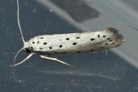 Yponomeuta padella