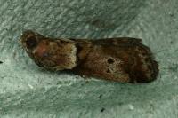 Acrobasis sodalella