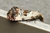 Cochylis hybridella