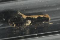 Monopis crocicapitella/obviella