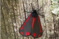 Tyria jacobaeae