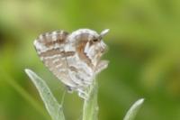 Cacyreus marshalli