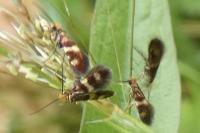 Micropterix tunbergella