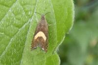 Dichrorampha petiverella