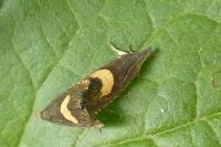 Dichrorampha petiverella
