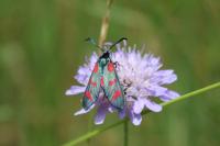 Zygaena transalpina