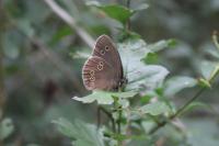 Aphantopus hyperantus