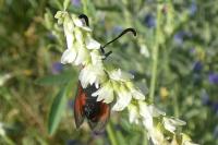 Zygaena sarpedon
