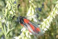 Zygaena sarpedon