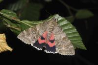 Catocala nupta