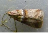 Acrobasis tumidana