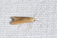 Coleophora lutipennella