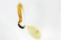 Coleophora lutipennella