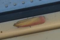 Oncocera semirubella